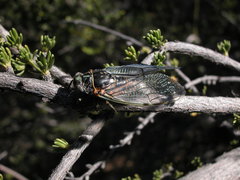 Clidophleps wrighti