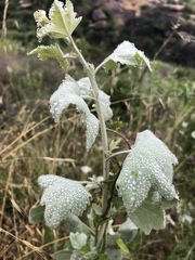 Malacothamnus fasciculatus nuttallii