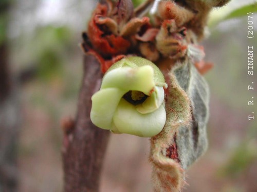 Diospyros lasiocalyx