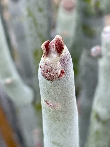Euphorbia lomelii