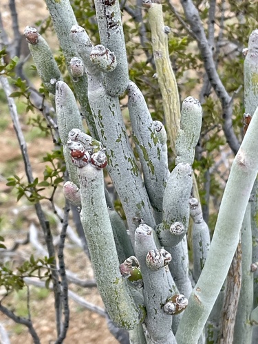Euphorbia lomelii