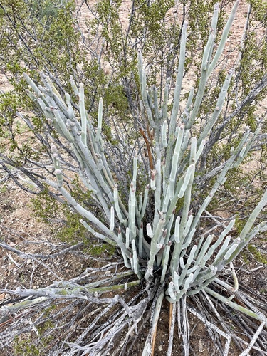 Euphorbia lomelii