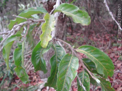 Couepia grandiflora (Couepia grandiflora)