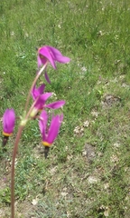 Primula poetica