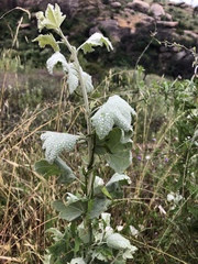 Malacothamnus fasciculatus nuttallii