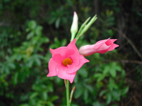 Mandevilla pohliana, photograph 6