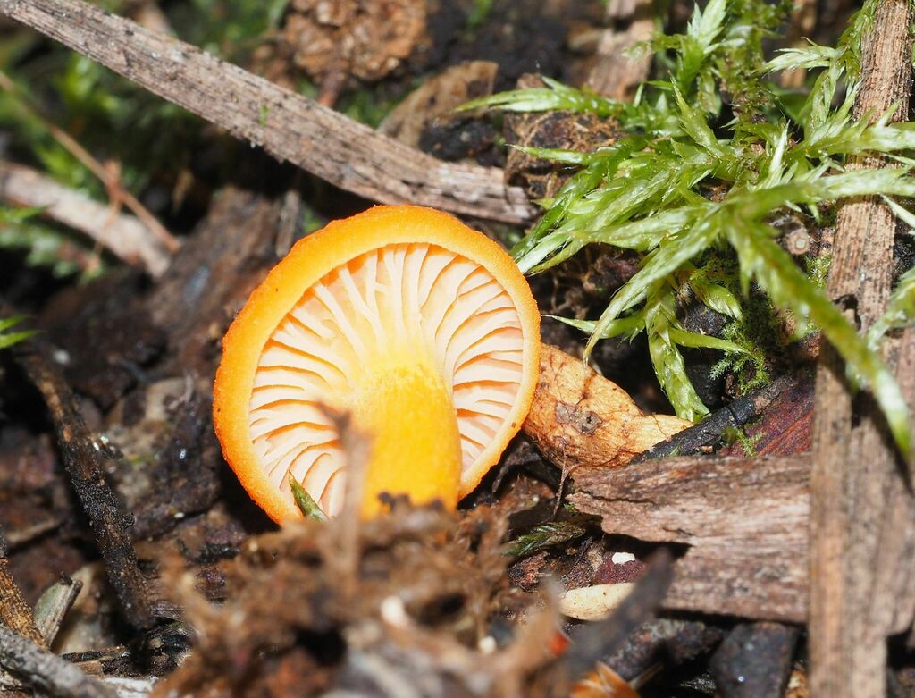 Australian chanterelle from Kingborough, Tasmania, Australia on