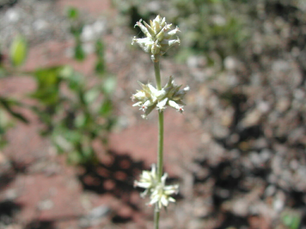 Froelichia procera