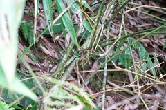 Dendrelaphis striatus