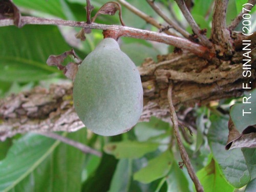 Couepia grandiflora (Couepia grandiflora)