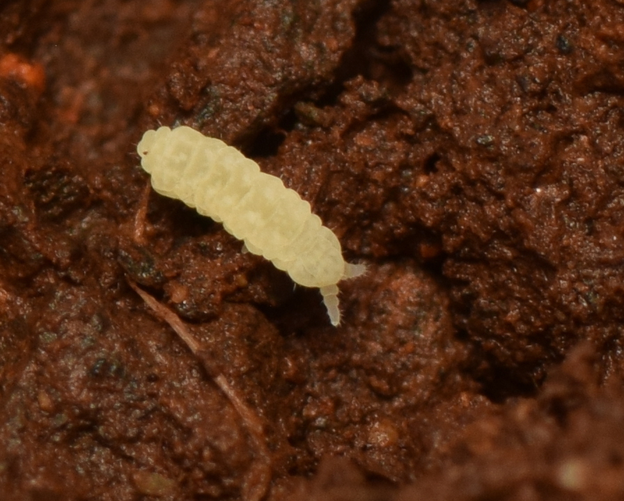 Paranura