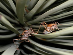 Neduba castanea