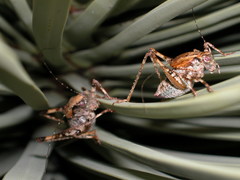 Neduba castanea