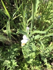 Anthocharis sara sara