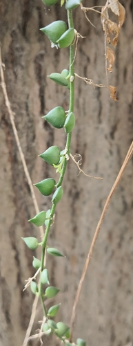 Dischidia ruscifolia iNat (1)