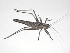 Capnobotes attenuatus