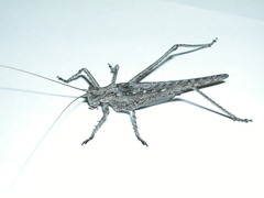 Capnobotes attenuatus