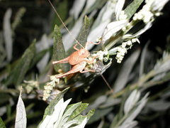 Aglaothorax morsei curtatus