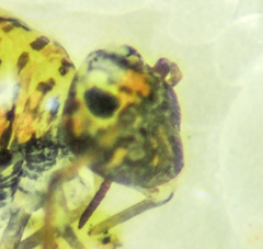 Polykatianna radicula
