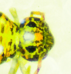 Polykatianna radicula