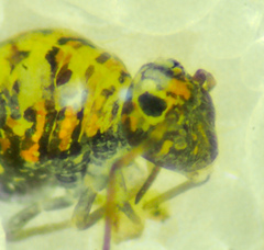 Polykatianna radicula