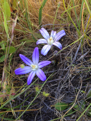 Brodiaea