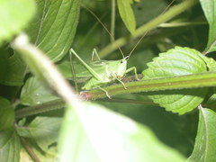 Neoconocephalus nebrascensis