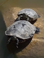 Trachemys scripta