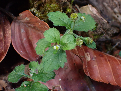 Dichrocephala integrifolia iNat (2)