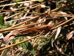 Neoconocephalus retusus
