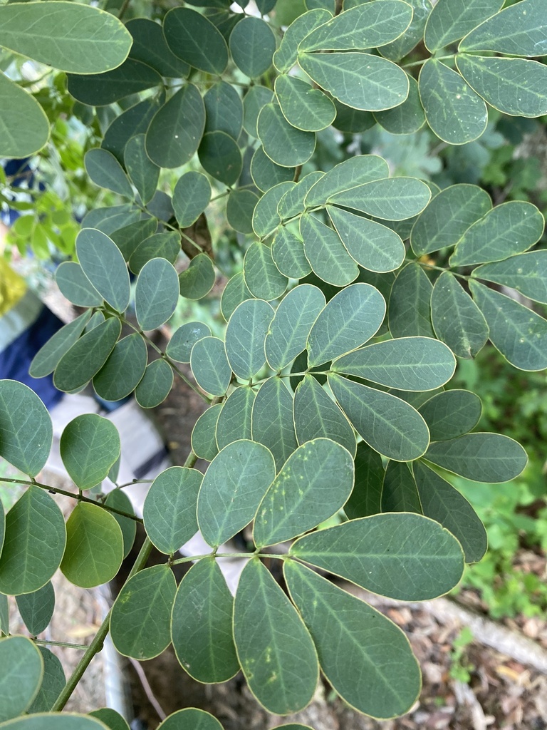 Easter Cassia From Nambour North Connection Rd Yandina Qld Au On February 22 2024 At 0218 