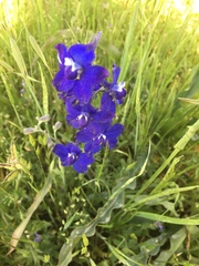 Delphinium variegatum