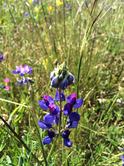 Lupinus variicolor