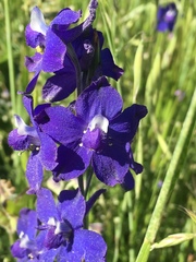 Delphinium variegatum