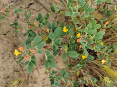 Acmispon wrangelianus