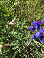 Lupinus variicolor