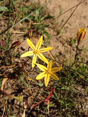 Triteleia ixioides ixioides