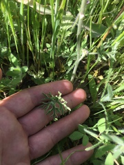 Delphinium variegatum