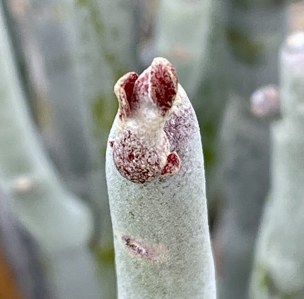 Euphorbia lomelii, Ensenada, B.C., MX