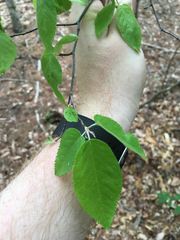 Amelanchier arborea arborea