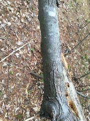 Amelanchier arborea arborea