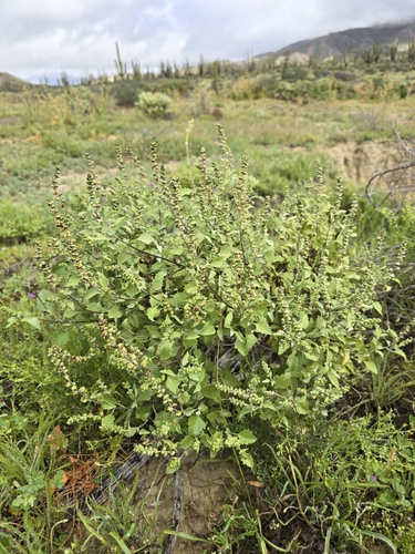 Image of Ambrosia chenopodiifolia by (c) Alan Rockefeller, some rights reserved (CC BY)