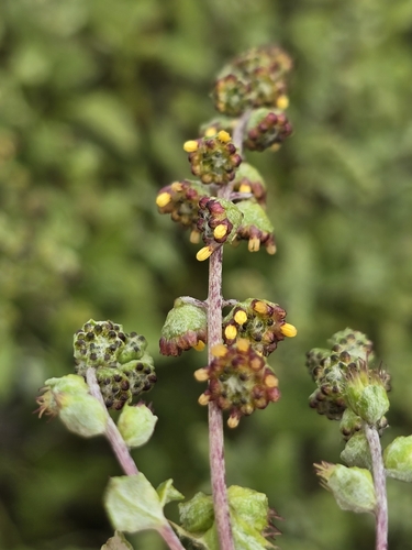 Image of Ambrosia chenopodiifolia by (c) Alan Rockefeller, some rights reserved (CC BY)