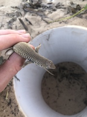 Aspidoscelis marmoratus