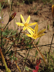 Triteleia ixioides ixioides