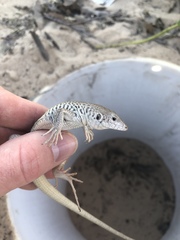 Aspidoscelis marmoratus