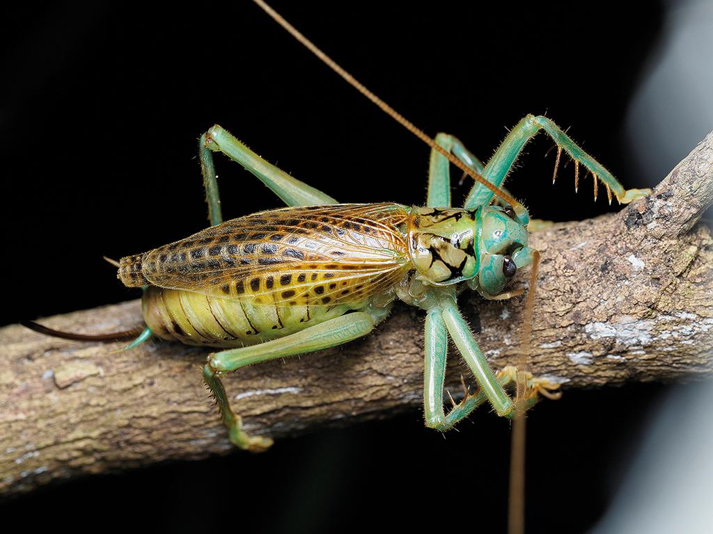 Eugryllacris