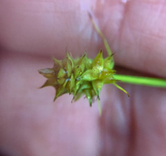 Carex cherokeensis