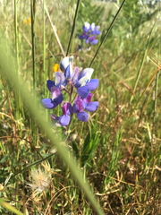 Lupinus variicolor