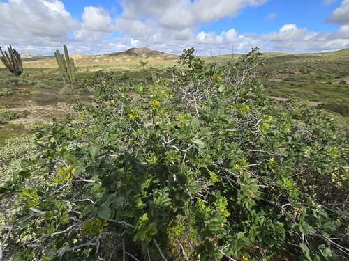 Image of Lower California Buckeye (Aesculus parryi) by (c) Alan Rockefeller, some rights reserved (CC BY)